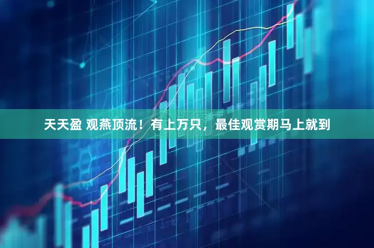天天盈 观燕顶流！有上万只，最佳观赏期马上就到